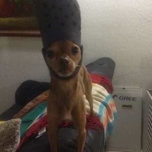 Meet your Posher, Alfonso